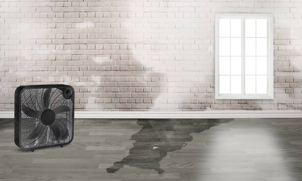 Best Local water damage restoration  in Marks, MS